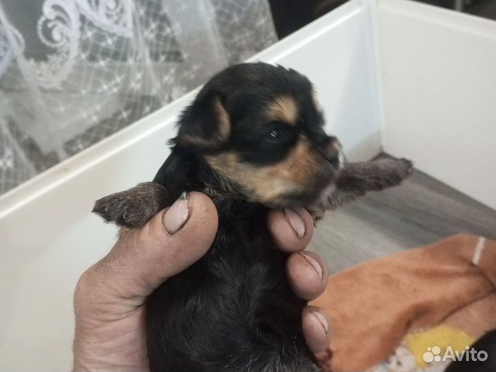 Иоркширский терьер