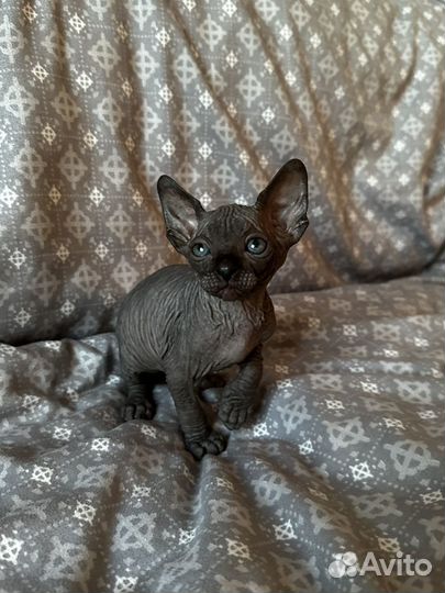 Канадский сфинкс