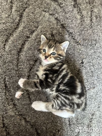 Курильский бобтейл