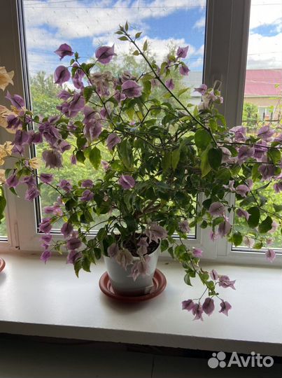 Бугенвиллия