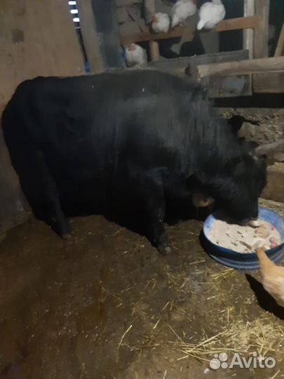 Быки живым весом