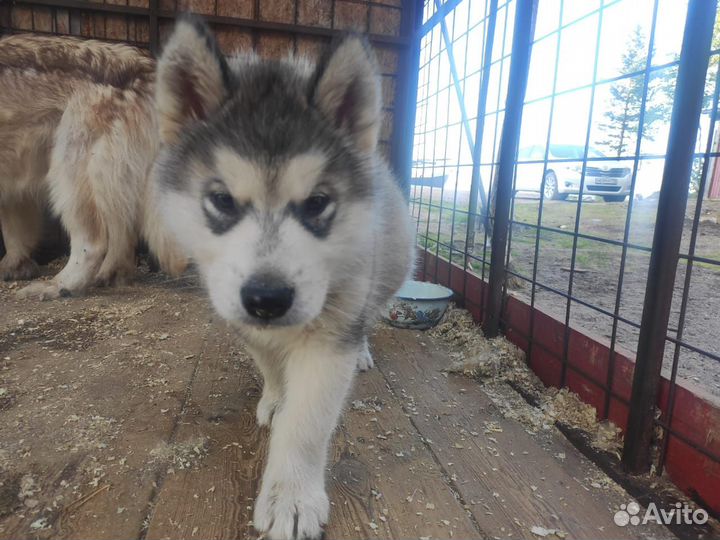Аляскинский маламут щенки