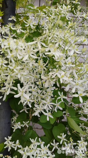 Растения для сада