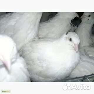 Перепела суточные, яйцо