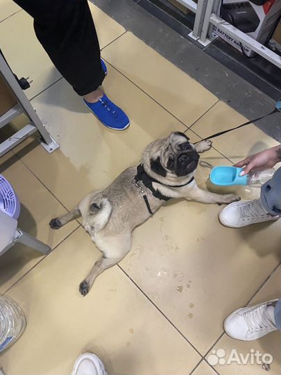 Мопс