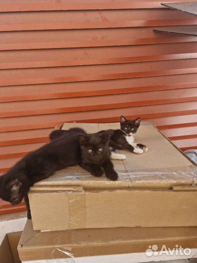 Котята бесплатно