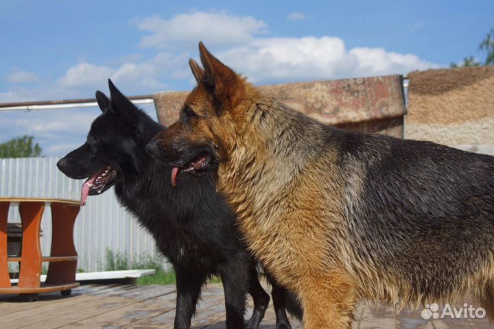 Щенки немецкой овчарки