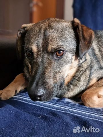 Собака в добрые руки