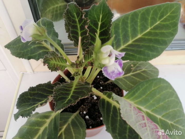 Глоксиния, фиалки