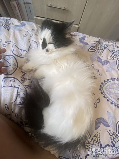 Кошка и кот в дар