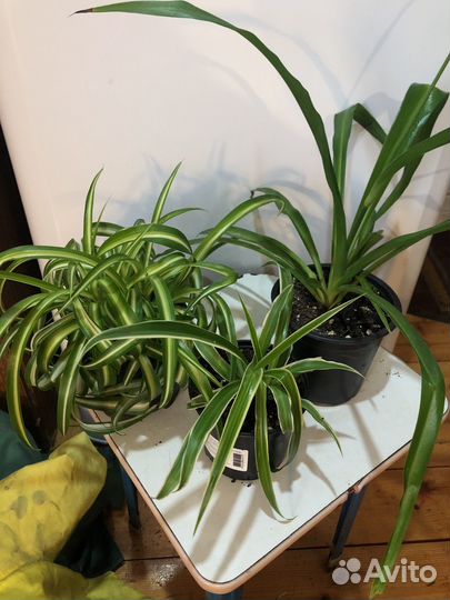 Хлорофитумы