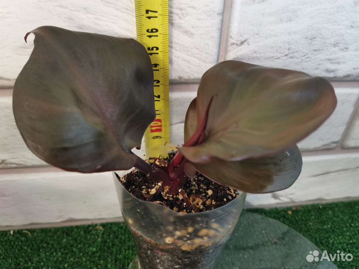 Филодендрон Black Cardinal Twist (Red Heart)