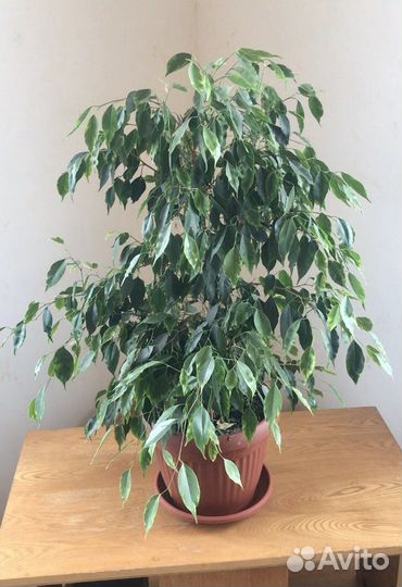 Бенджамина