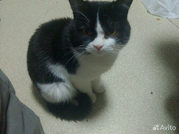 Котенок