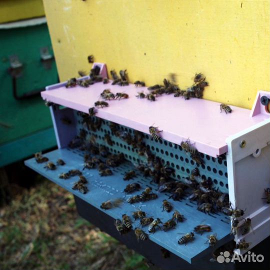 Пыльца пчелинная (сбор 2023)