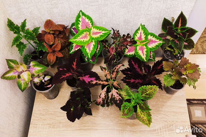 Колеусы вегетативные