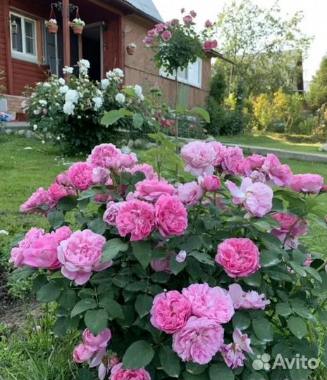 Роза Мэри Роз