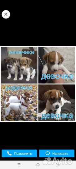 Щенки джек рассел терьер гладкошерстный