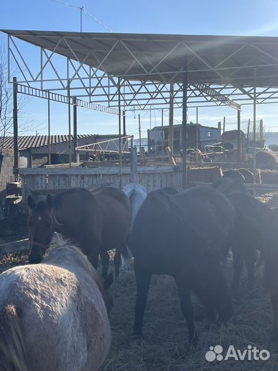 Лошадь лошади табун