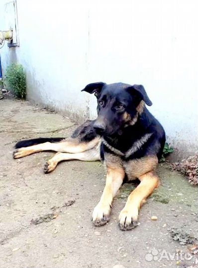 Крупная собака Эмма