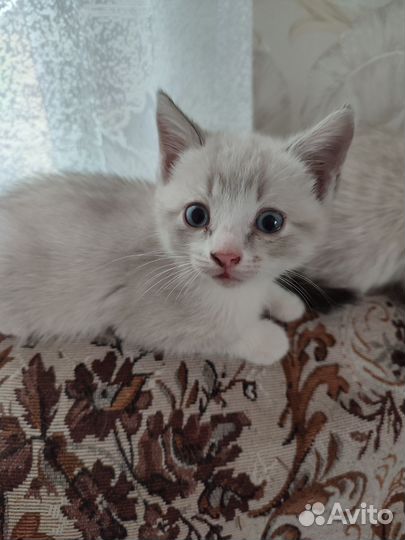 Кошка в дар бесплатно