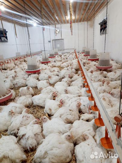 Куры бройлеры
