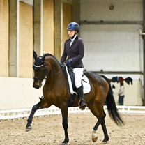 Лошадь выездка