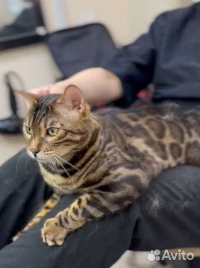 Груминг кошек и собак, выезд на дом