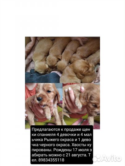 Щенки спаниеля