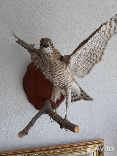Чучело птицы ястреб
