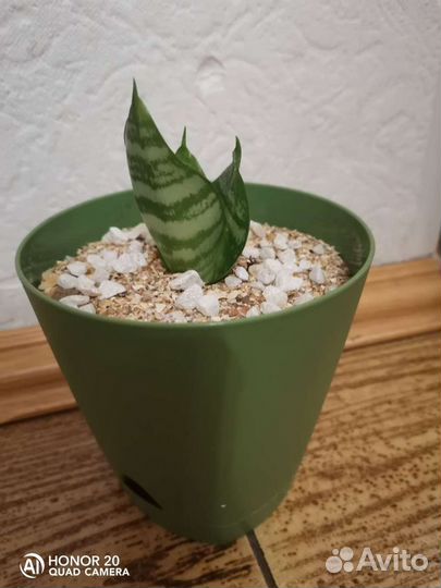 Сансевиерия ханни обмен