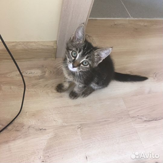 Кот/котенок в дар бесплатно