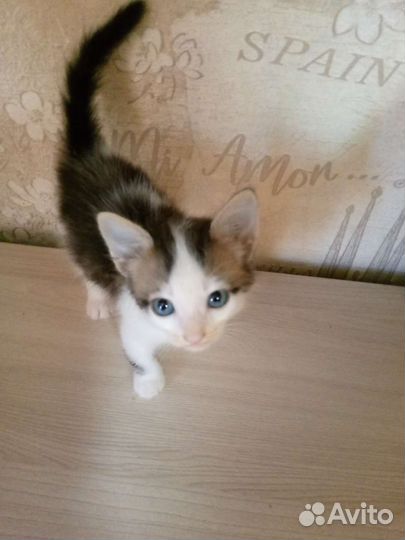 Кошки в добрые руки