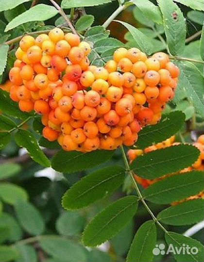 Рябина обыкновенная