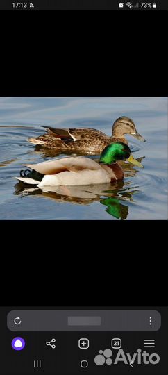 Подсадные утки