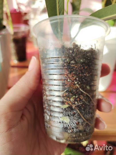 Фикус Али Биннендийка