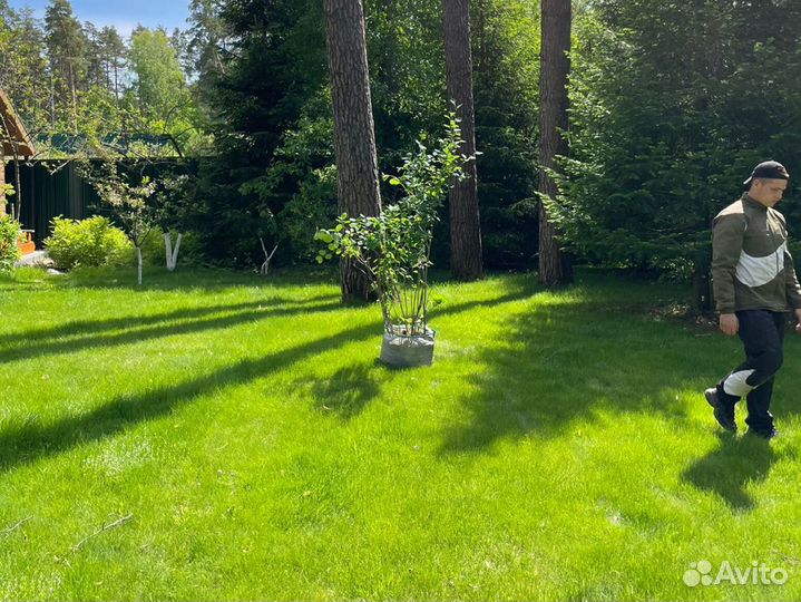 Рулонный газон укладка