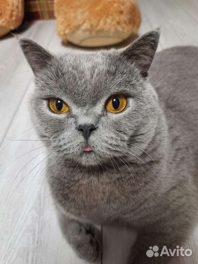 Британский кот в добрые руки