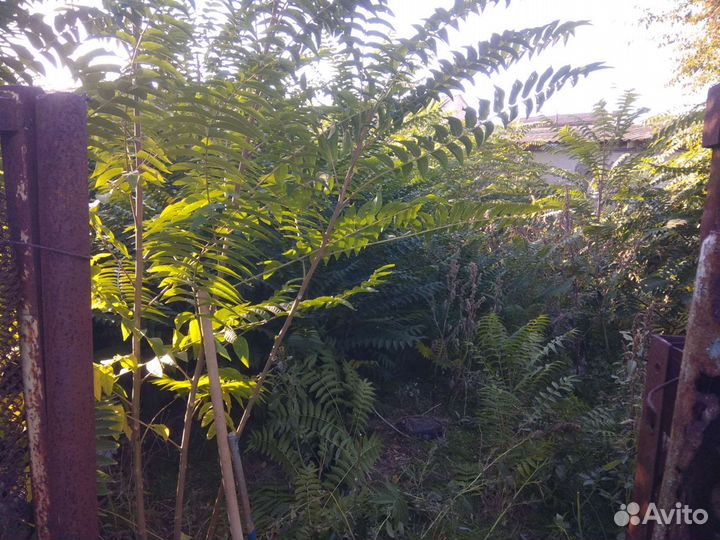 Обрезка деревьев