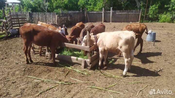 Телята бычки