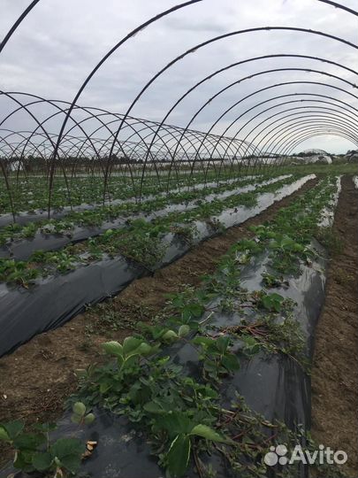 Рассада клубники Мальвина опт/розница