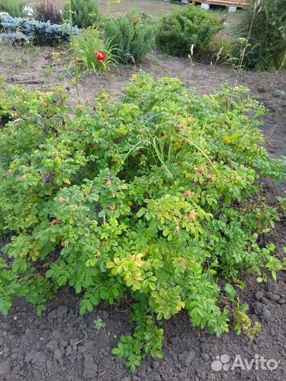 Шиповник розовый