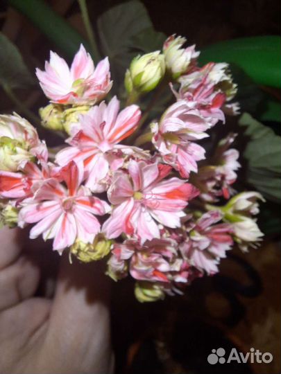 Пеларгония герань Mallorka