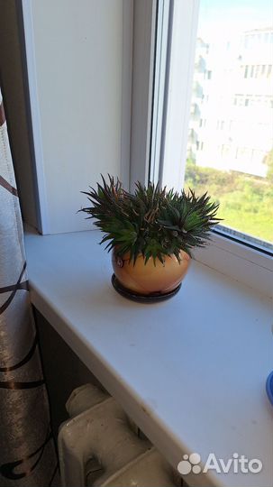 Танцующий кактус