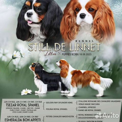 Cavalier king best sale charles olx