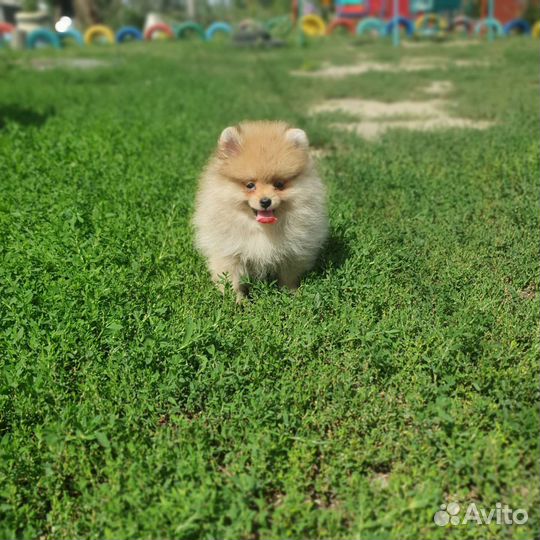 Щенки шпица