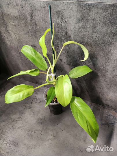 Ароидные растения