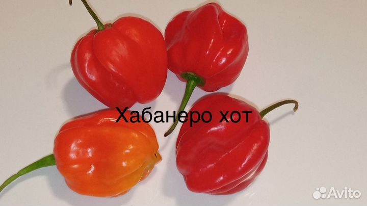 Тринидад скорпион и другие сорта