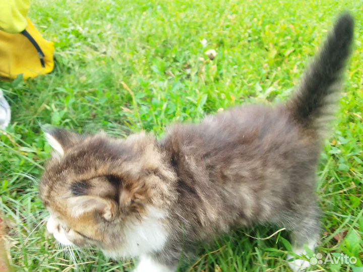 Котята