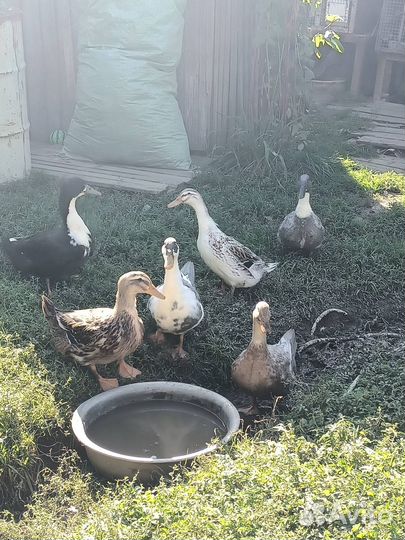 Домашние утки